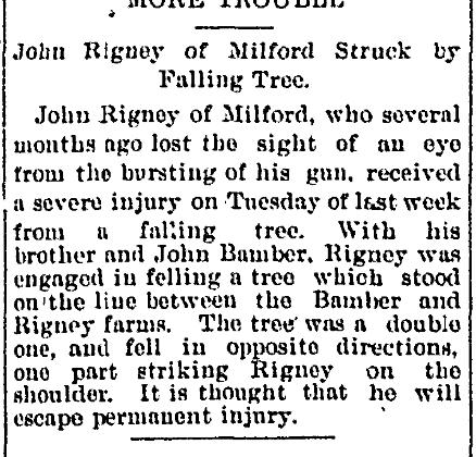 John Rigney Hit By Falling Tree